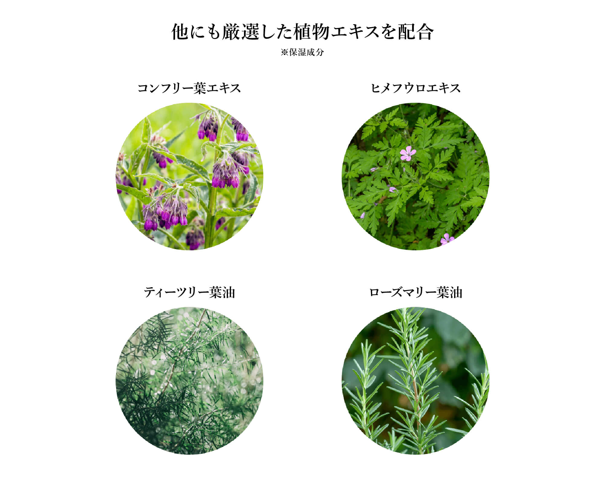 厳選した植物エキスを配合