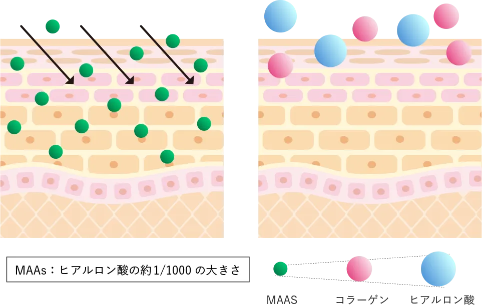 肌の水分保持をサポート
